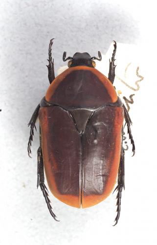 Pachnoda marginata mirei
